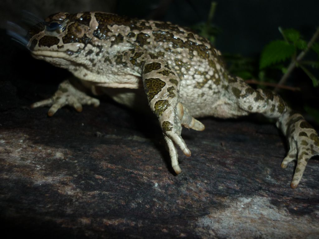 Bufo (Bufotes) siculus